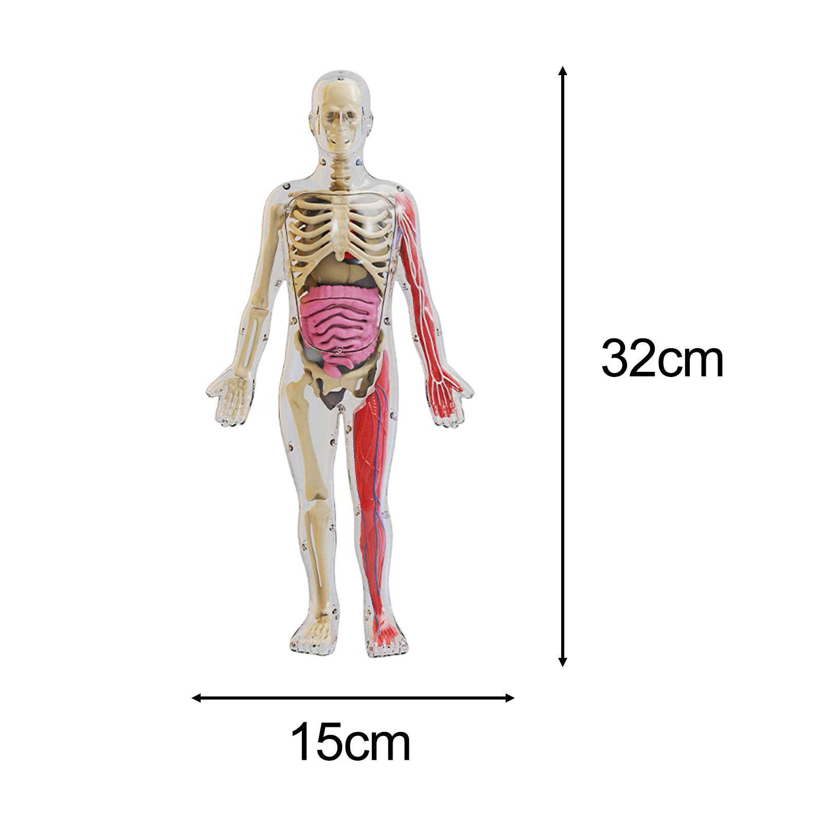 Human Body Puzzle - Kit Puzzle del Corpo Umano, Materiale