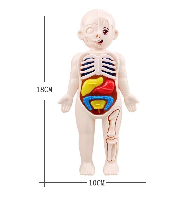 Human Body Puzzle - Puzzle 3D Montessori 14 Pezzi, Modello
