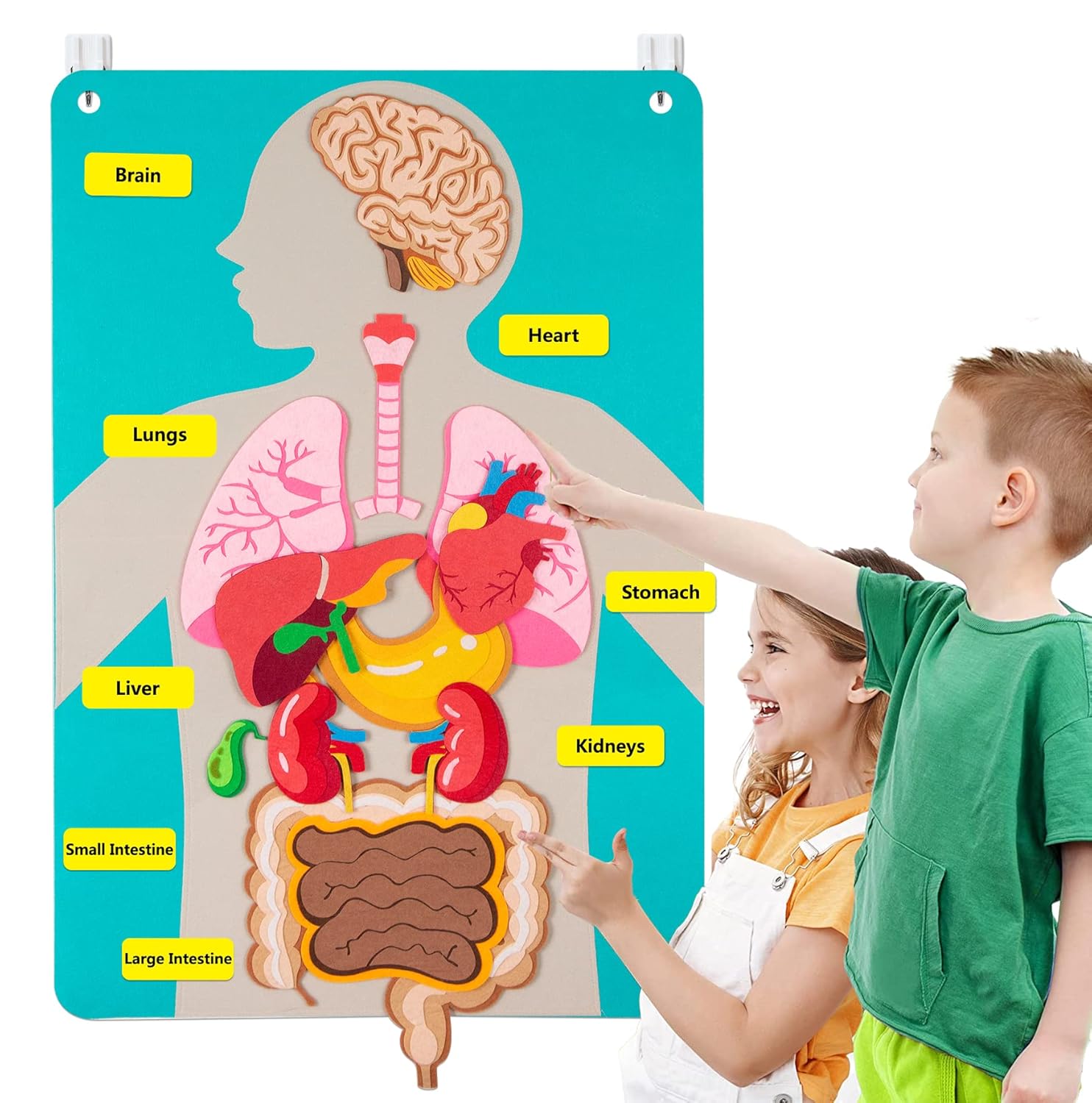 Human Body Puzzle - Parti del corpo umano Storie in