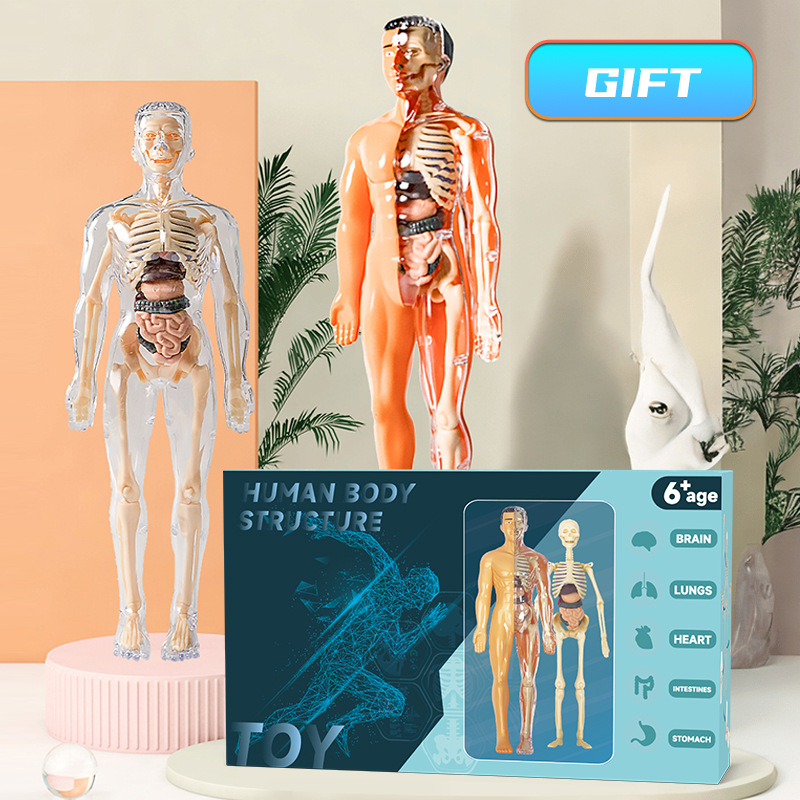 Human Body Puzzle - Modello di torso umano 3D Modello