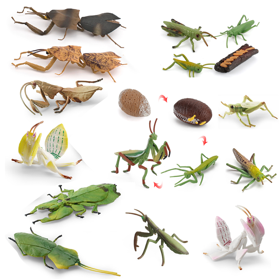 Kids Educational Game - Modello Realistico di Mantis Orchidea, Mantis