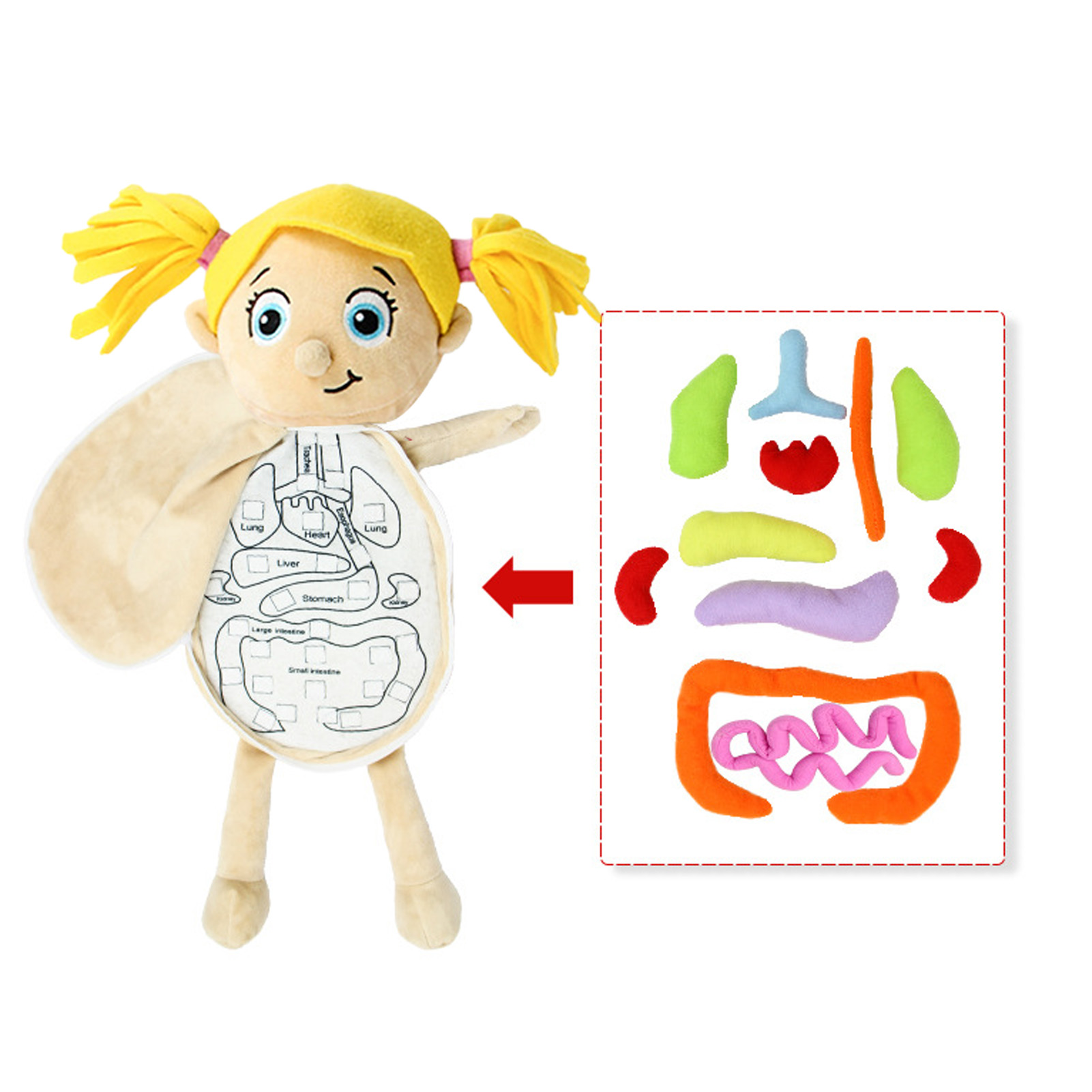 3D organi modello di anatomia  - Human Body Puzzle recensione e prezzo