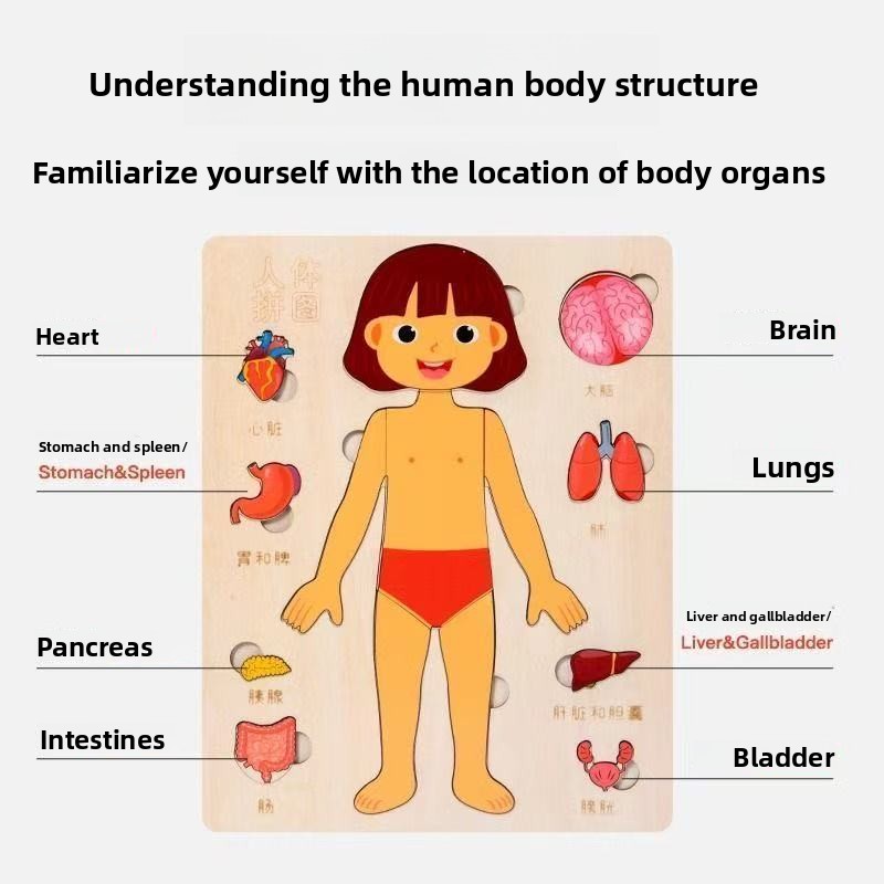 Puzzle Montessori Tavola occup - Human Body Puzzle recensione e prezzo