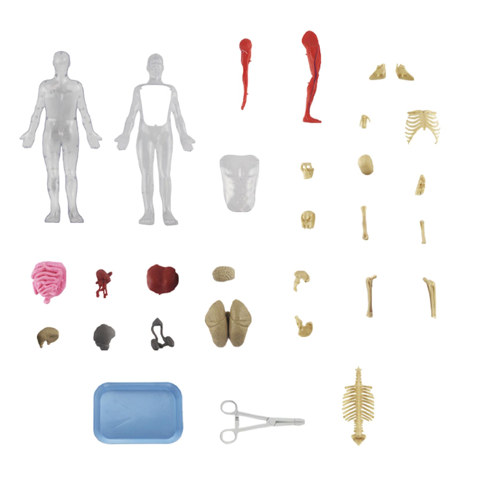 Kit Puzzle del Corpo Umano, Ma - Human Body Puzzle recensione e prezzo