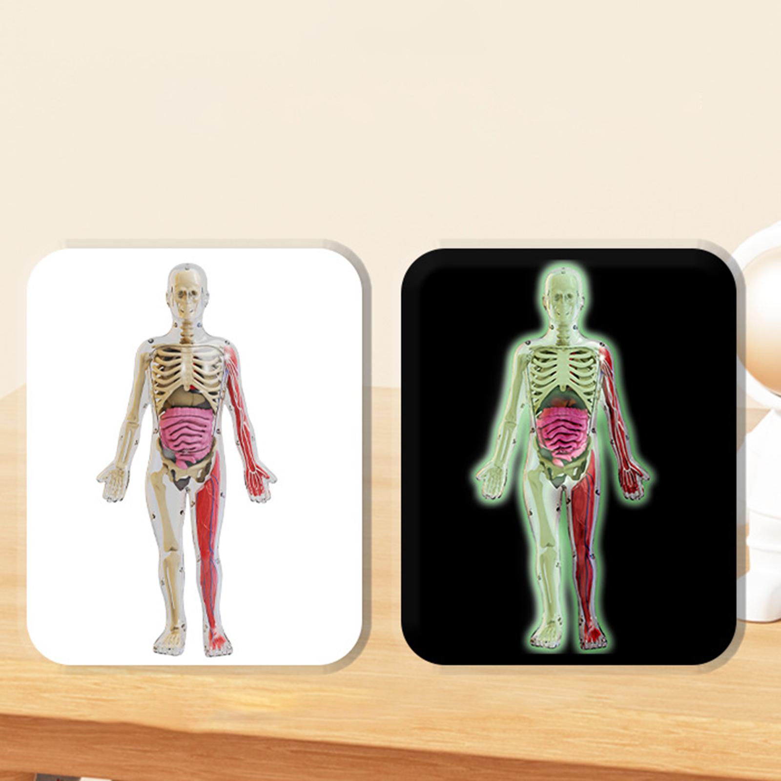 Kit Puzzle del Corpo Umano, Ma - Human Body Puzzle recensione e prezzo