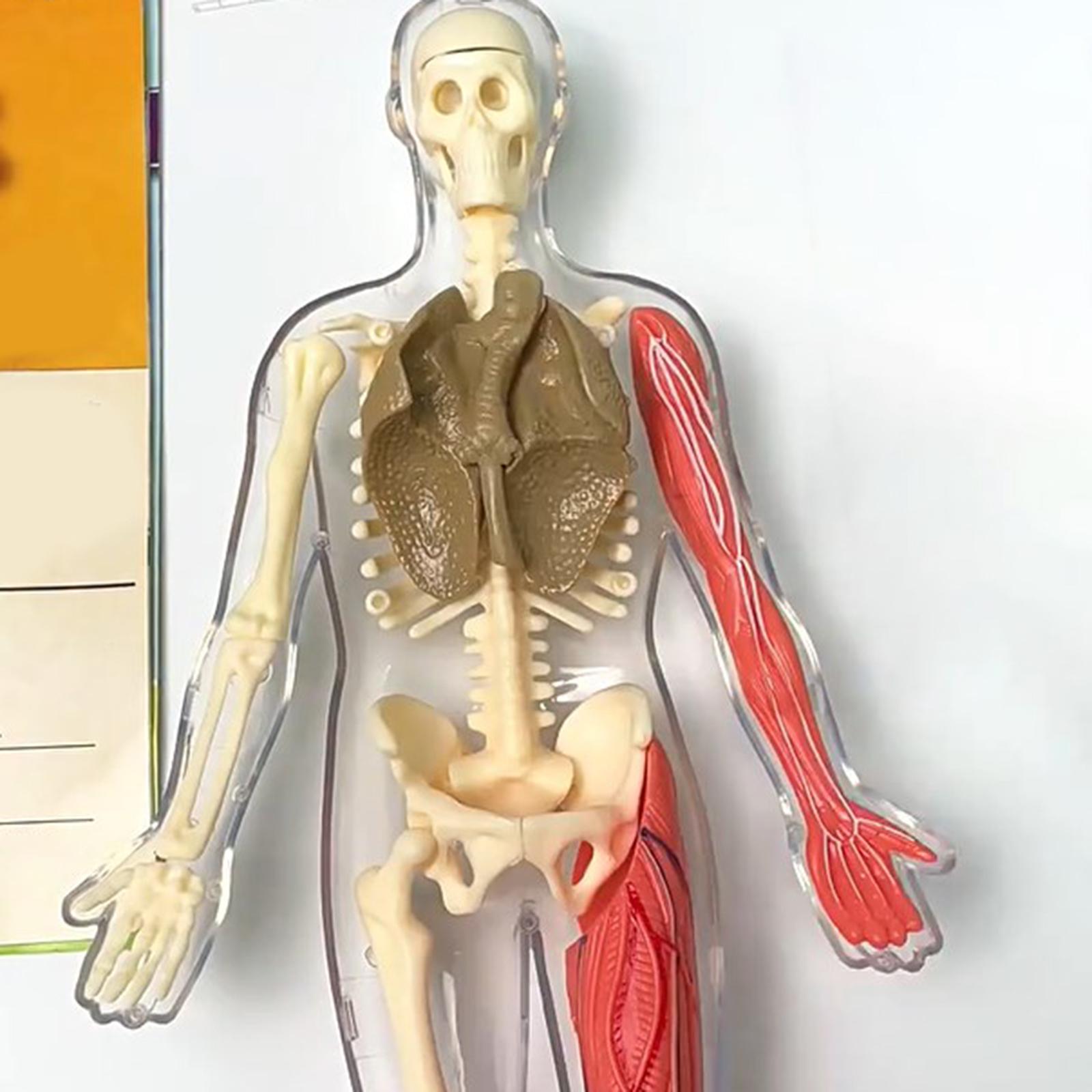 Kit Puzzle del Corpo Umano, Ma - Human Body Puzzle recensione e prezzo