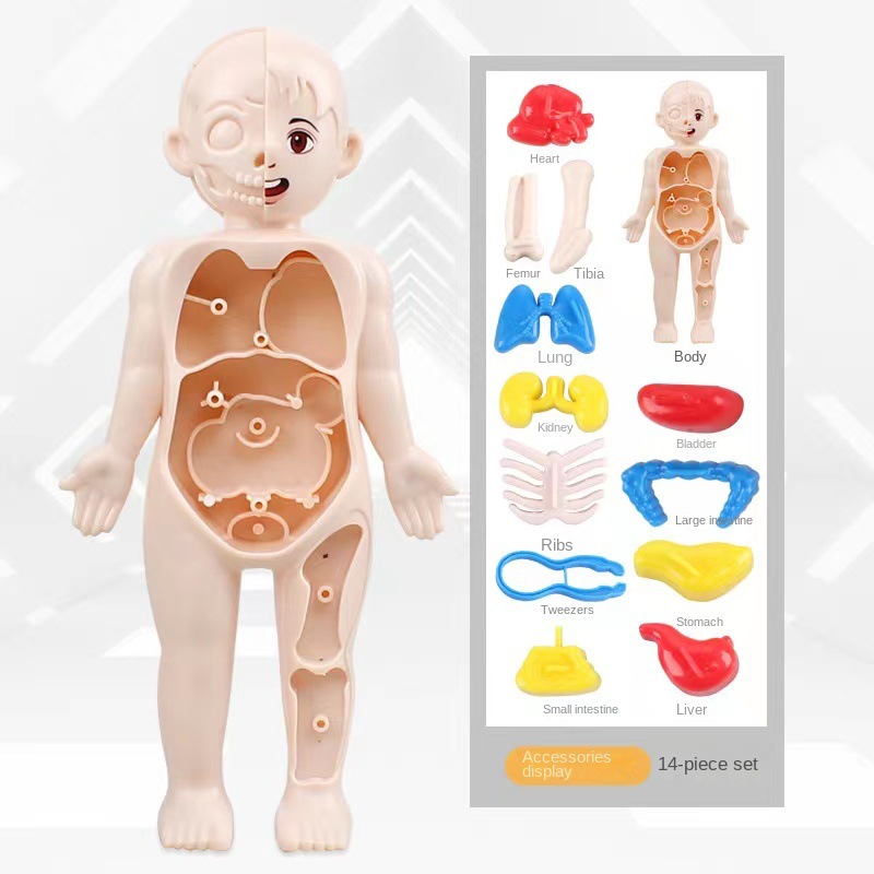 Puzzle 3D Montessori 14 Pezzi, - Human Body Puzzle recensione e prezzo