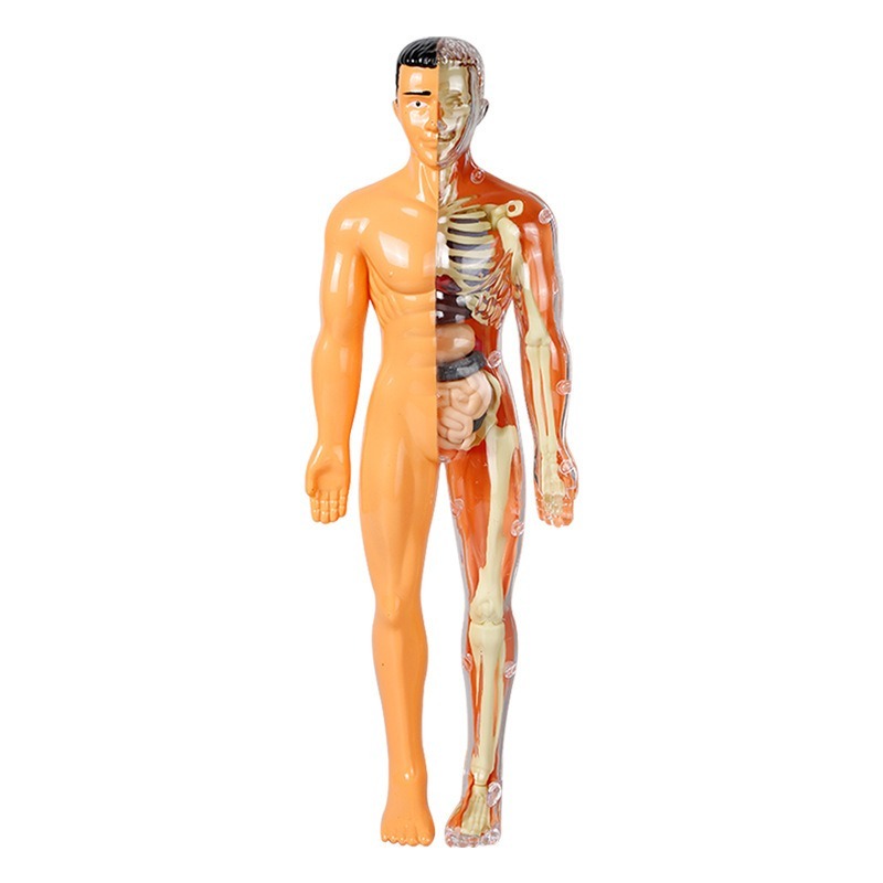 Set di Esperimenti Scientifici - Human Body Puzzle recensione e prezzo