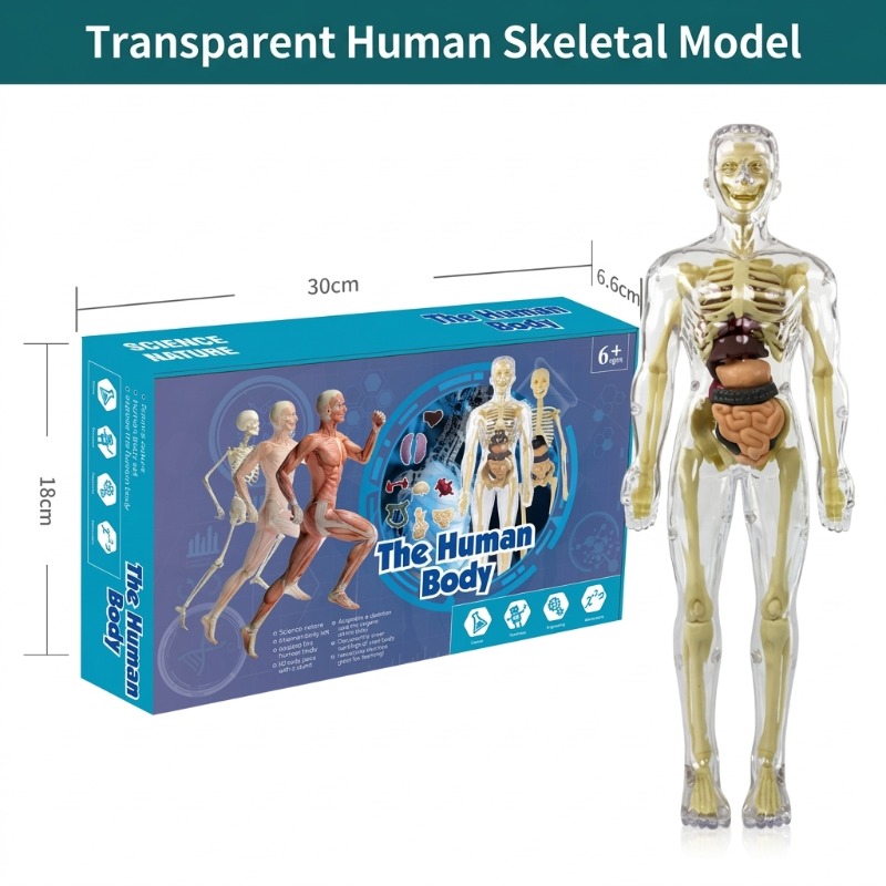 Set di Esperimenti Scientifici - Human Body Puzzle recensione e prezzo