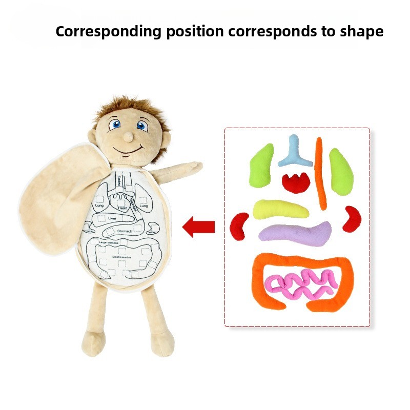 Puzzle cognitivo con organi um - Human Body Puzzle recensione e prezzo