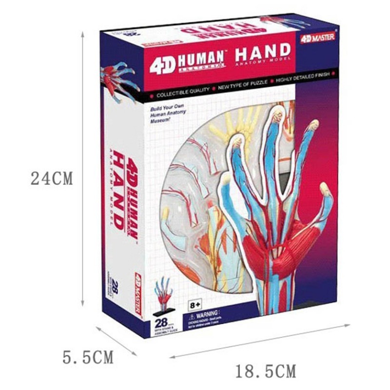 4d Maestro Mano umana Muscolo  - Human Body Puzzle recensione e prezzo