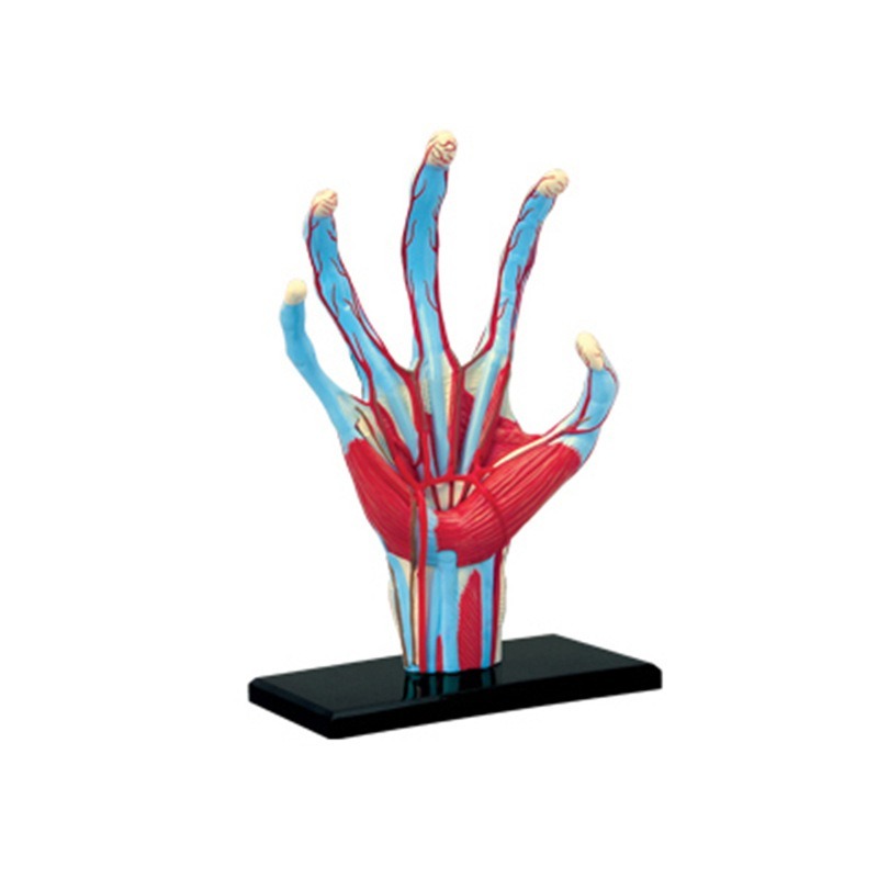 4d Maestro Mano umana Muscolo  - Human Body Puzzle recensione e prezzo