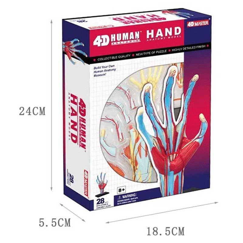 4d Maestro Mano umana Muscolo  - Human Body Puzzle recensione e prezzo