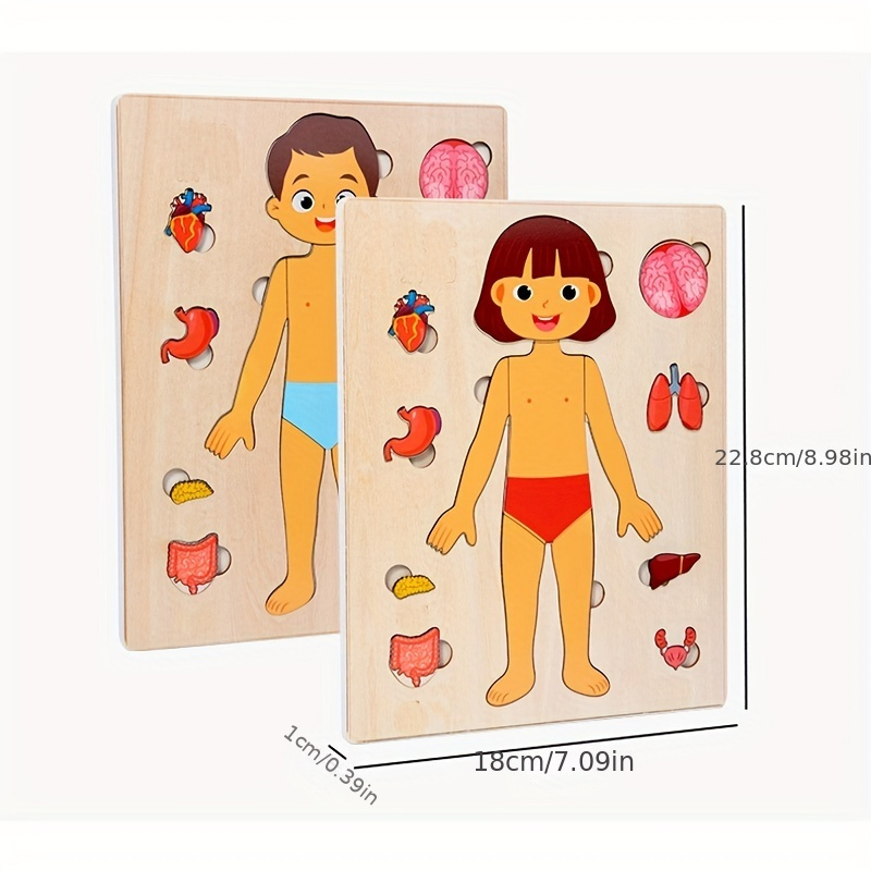 Puzzle per il corpo umano per  - Human Body Puzzle recensione e prezzo