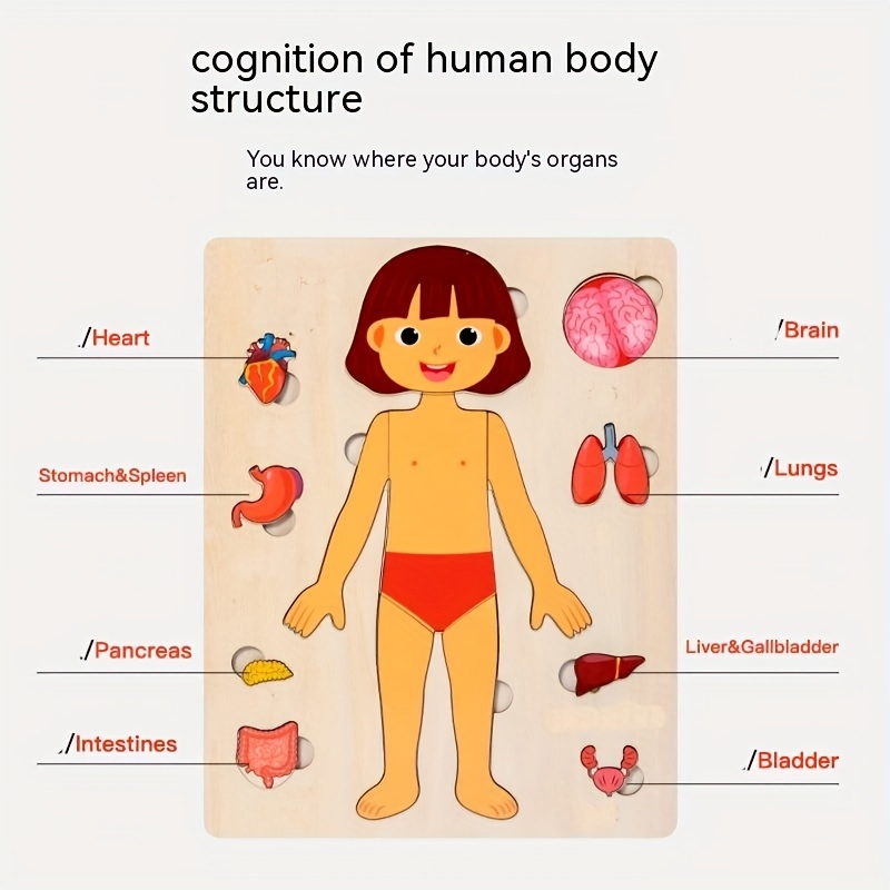 Puzzle per il corpo umano per  - Human Body Puzzle recensione e prezzo