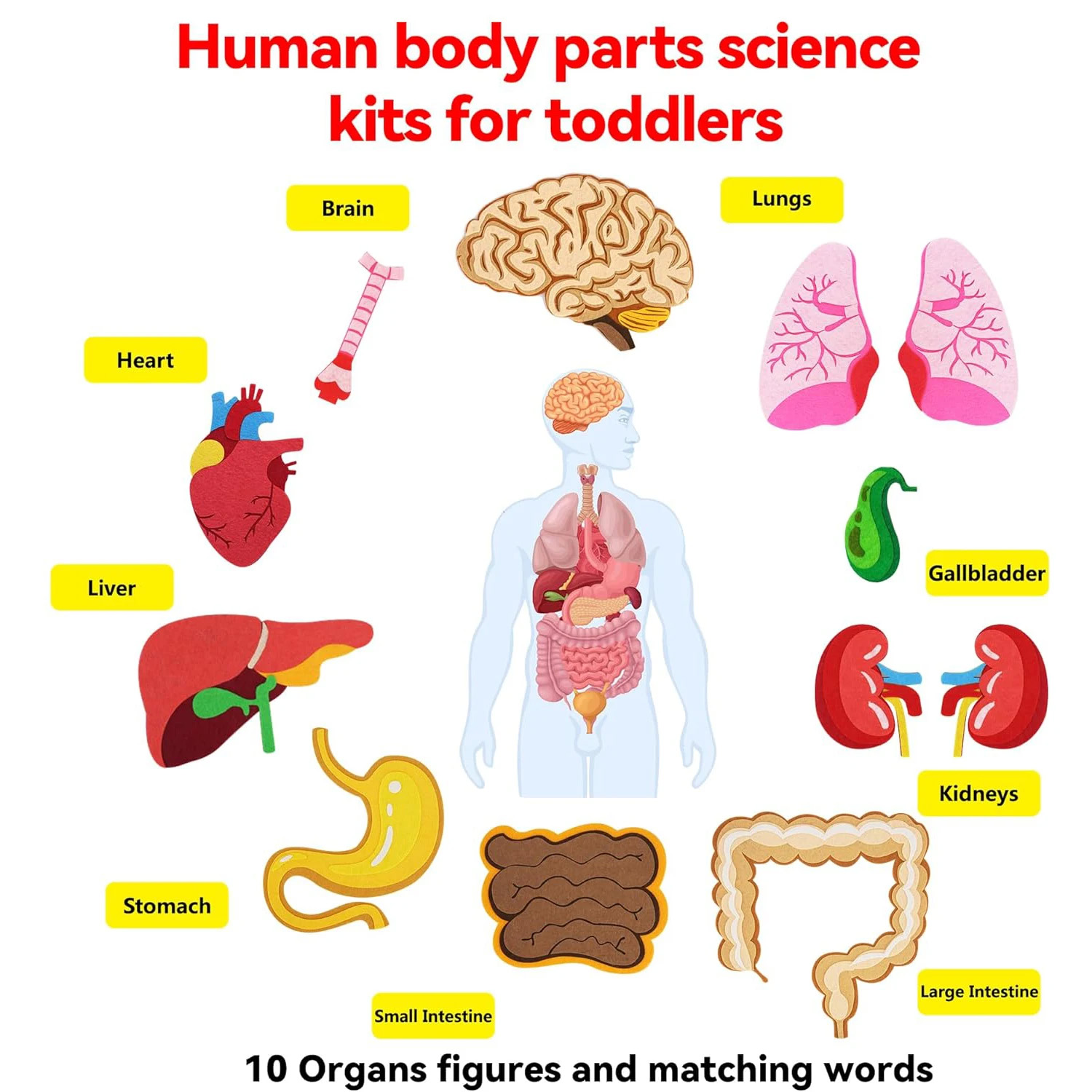 Parti del corpo umano Storie i - Human Body Puzzle recensione e prezzo