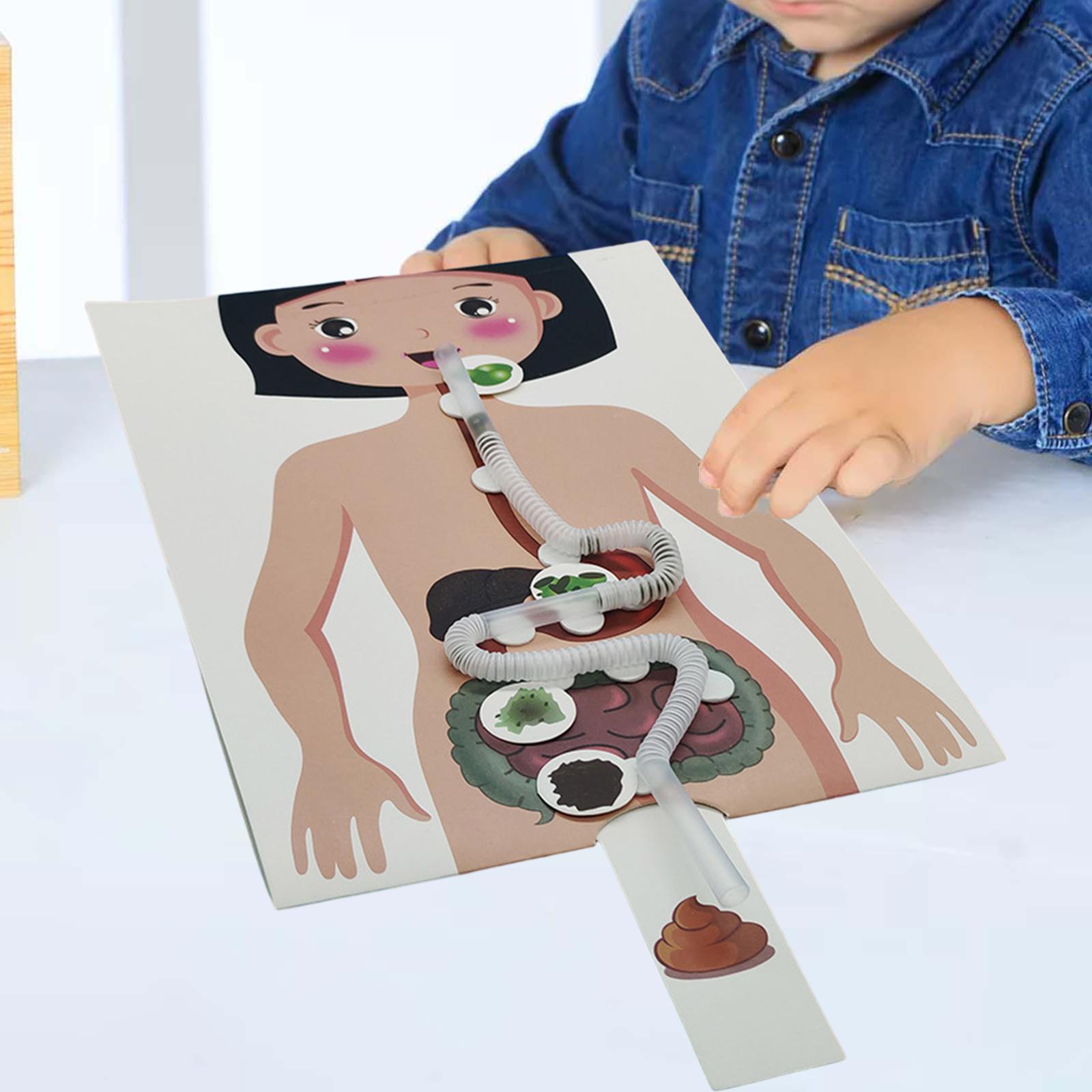 Modello di sistema digestivo u - Human Body Puzzle recensione e prezzo