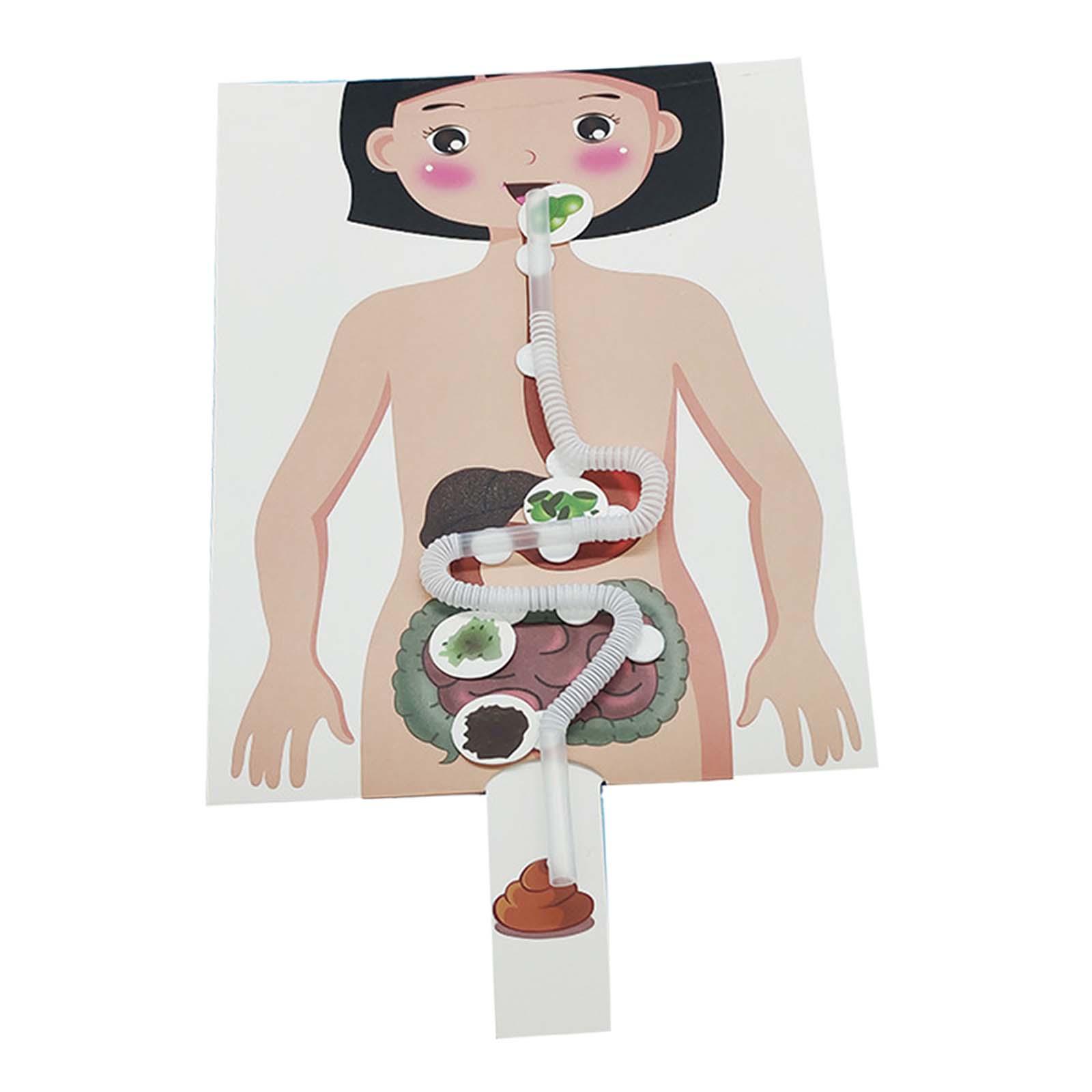 Modello di sistema digestivo u - Human Body Puzzle recensione e prezzo