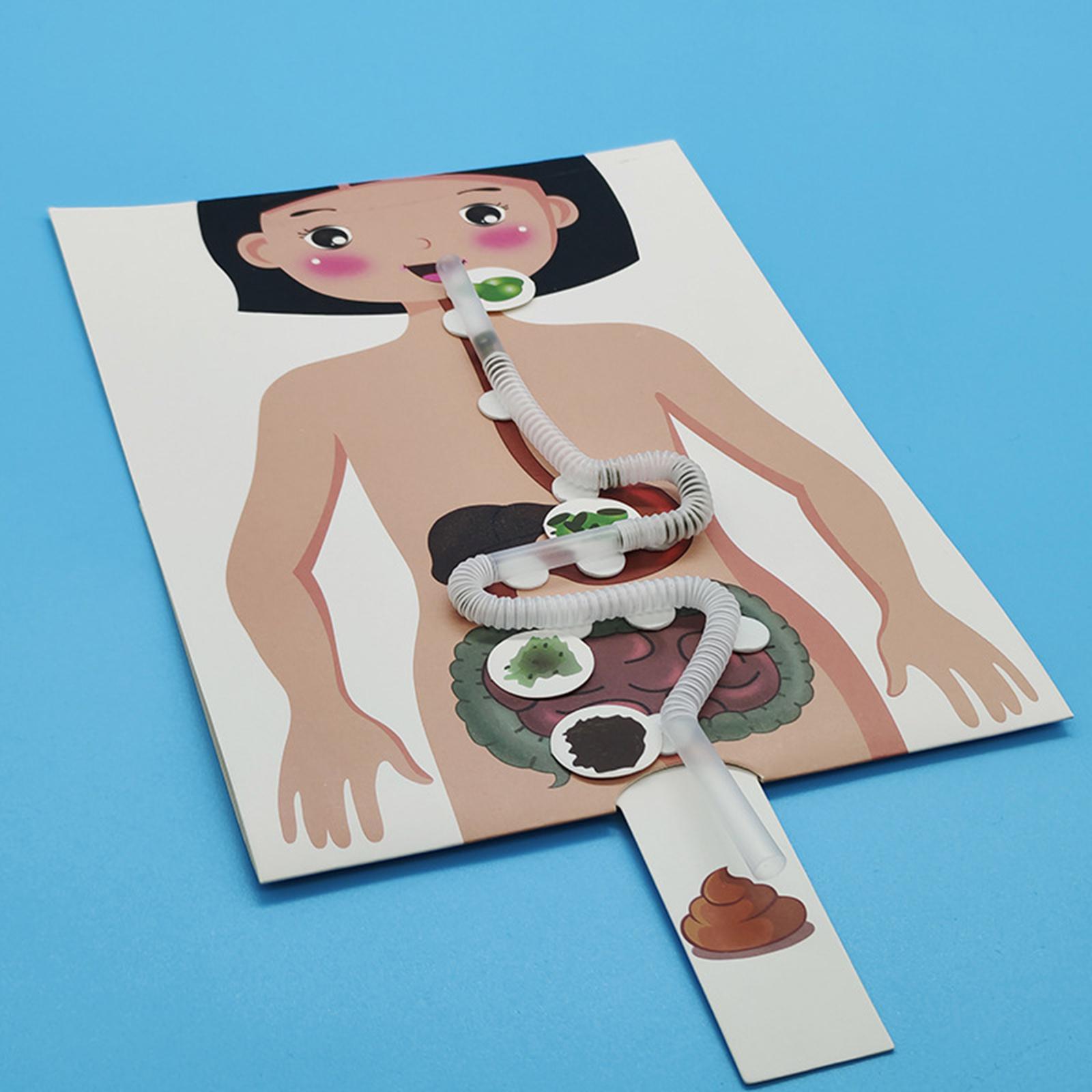 Modello di sistema digestivo u - Human Body Puzzle recensione e prezzo