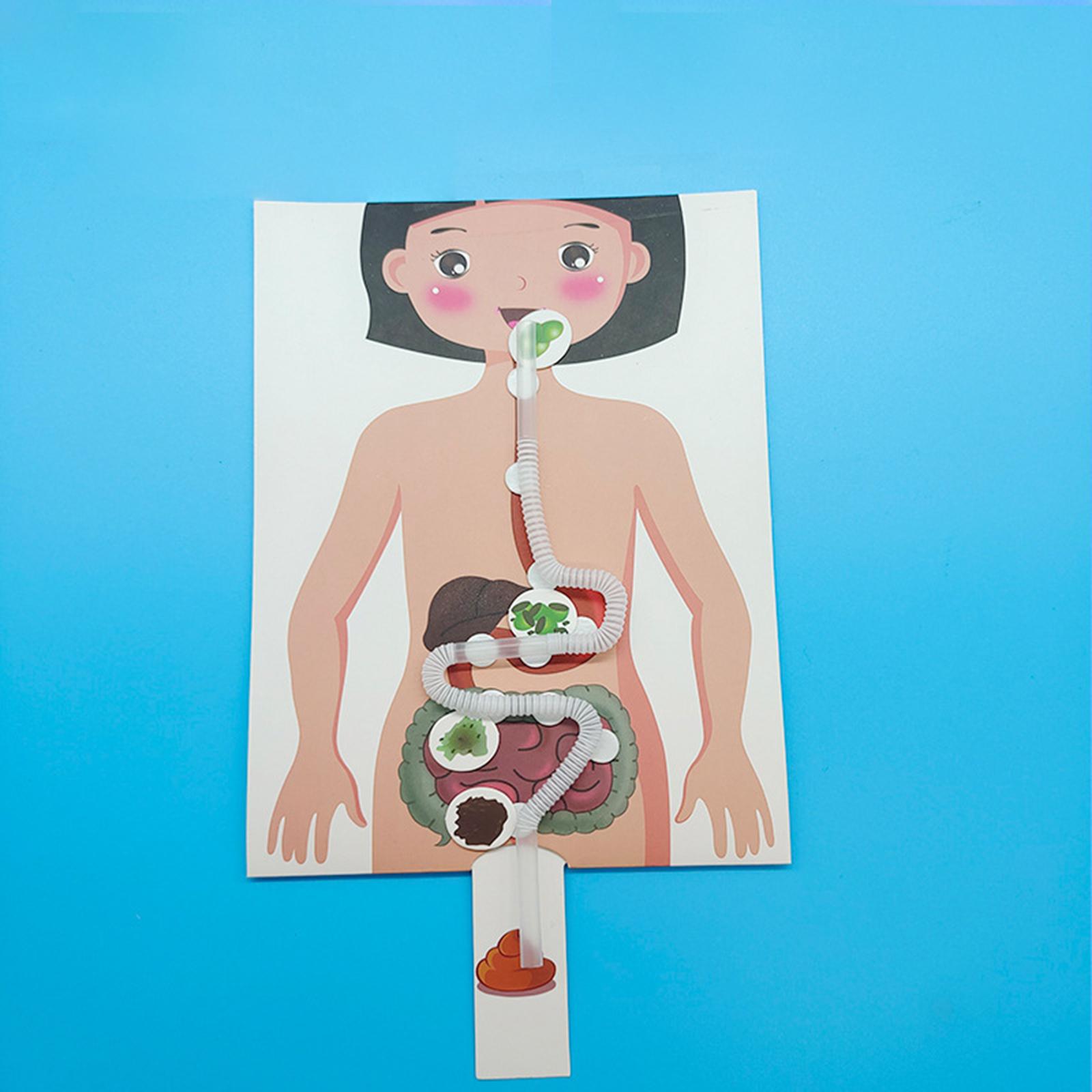 Modello di sistema digestivo u - Human Body Puzzle recensione e prezzo