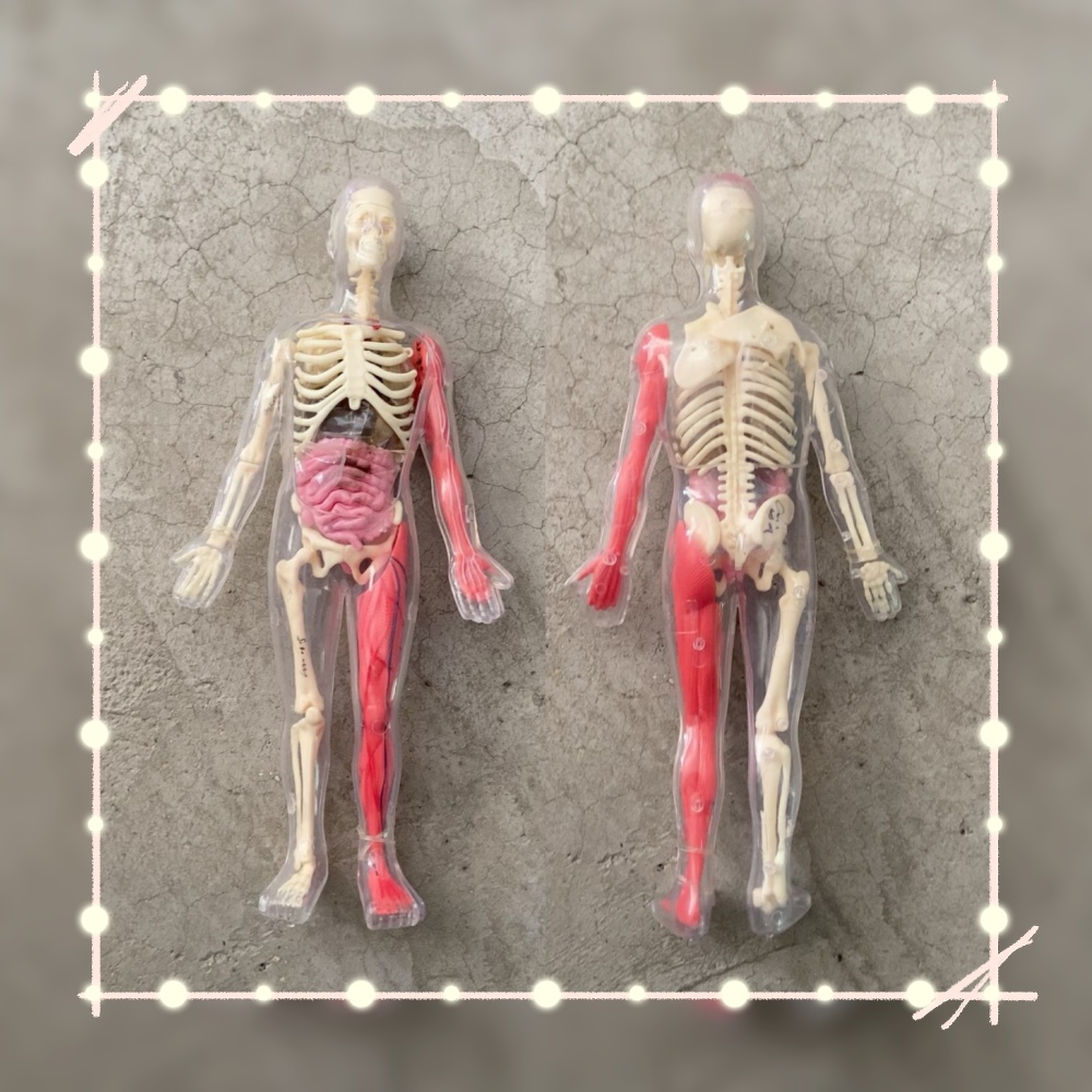 Disponibile - Modello di Organ - Human Body Puzzle recensione e prezzo