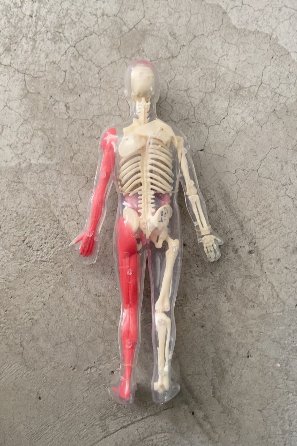 Disponibile - Modello di Organ - Human Body Puzzle recensione e prezzo