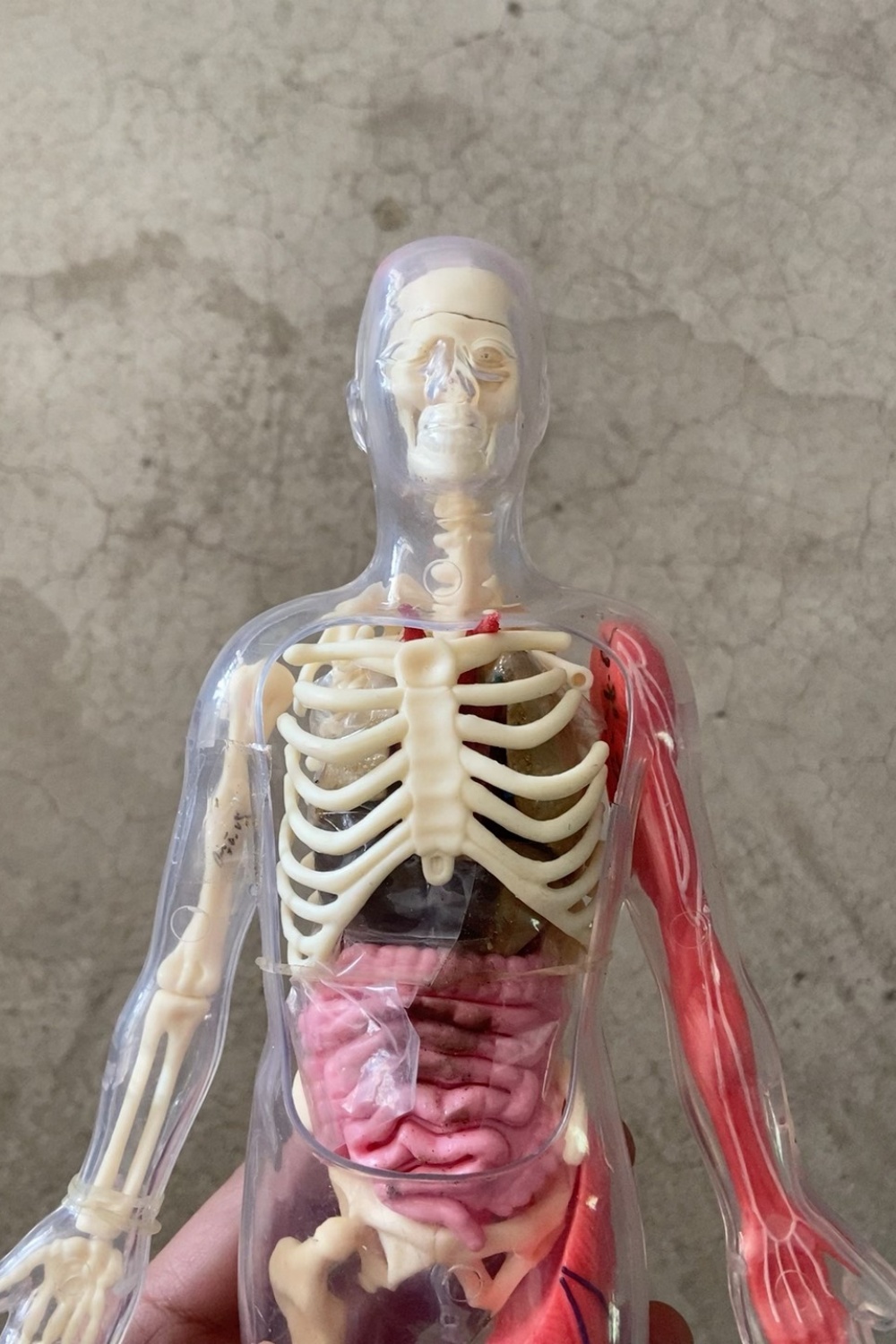 Disponibile - Modello di Organ - Human Body Puzzle recensione e prezzo