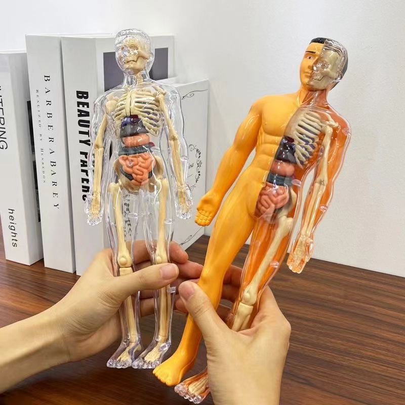 Modello di torso del corpo uma - Human Body Puzzle recensione e prezzo