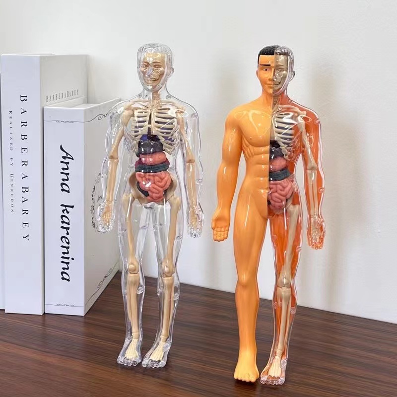 Modello di torso del corpo uma - Human Body Puzzle recensione e prezzo