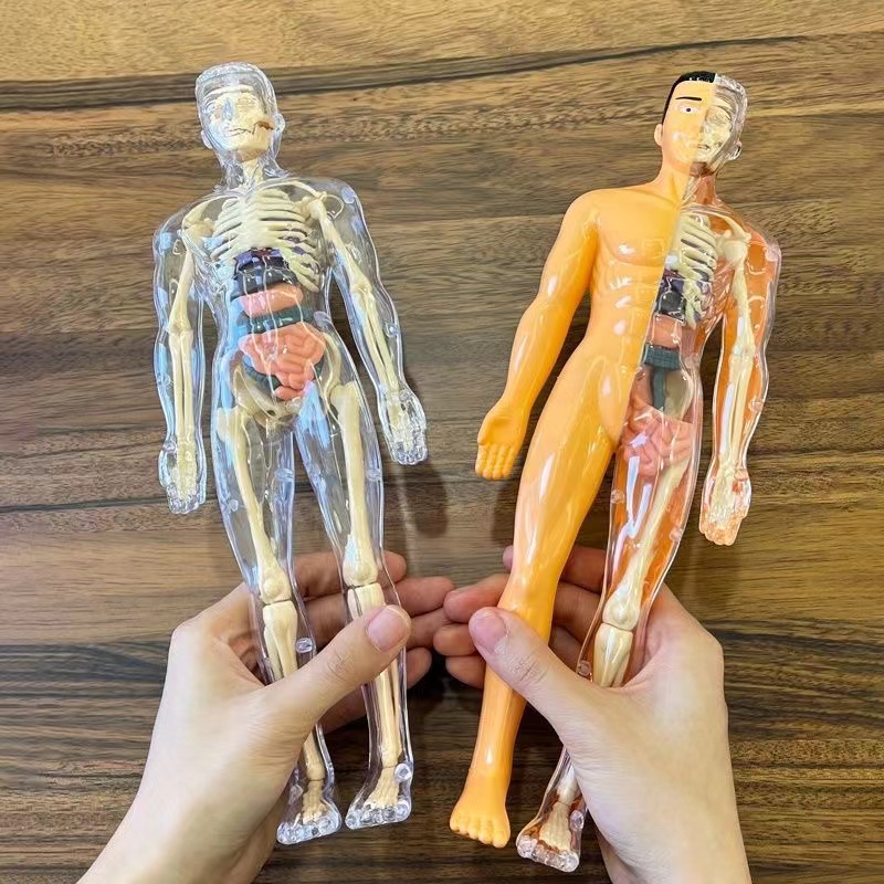 Modello di torso del corpo uma - Human Body Puzzle recensione e prezzo