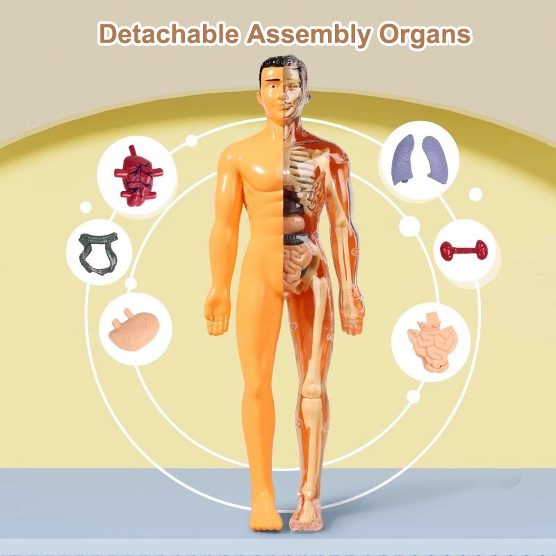 Modello di torso umano 3D Mode - Human Body Puzzle recensione e prezzo