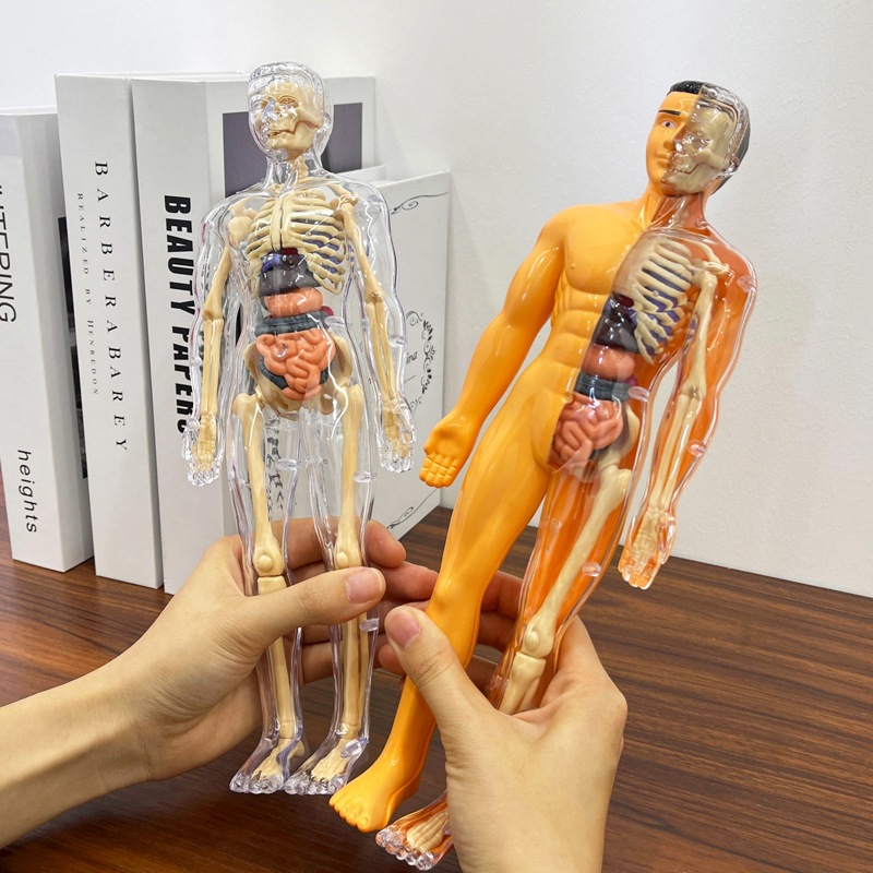 Modello di torso umano 3D Mode - Human Body Puzzle recensione e prezzo