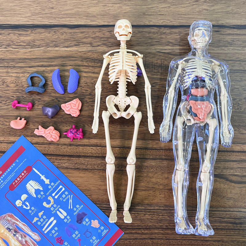 Modello di torso umano 3D Mode - Human Body Puzzle recensione e prezzo