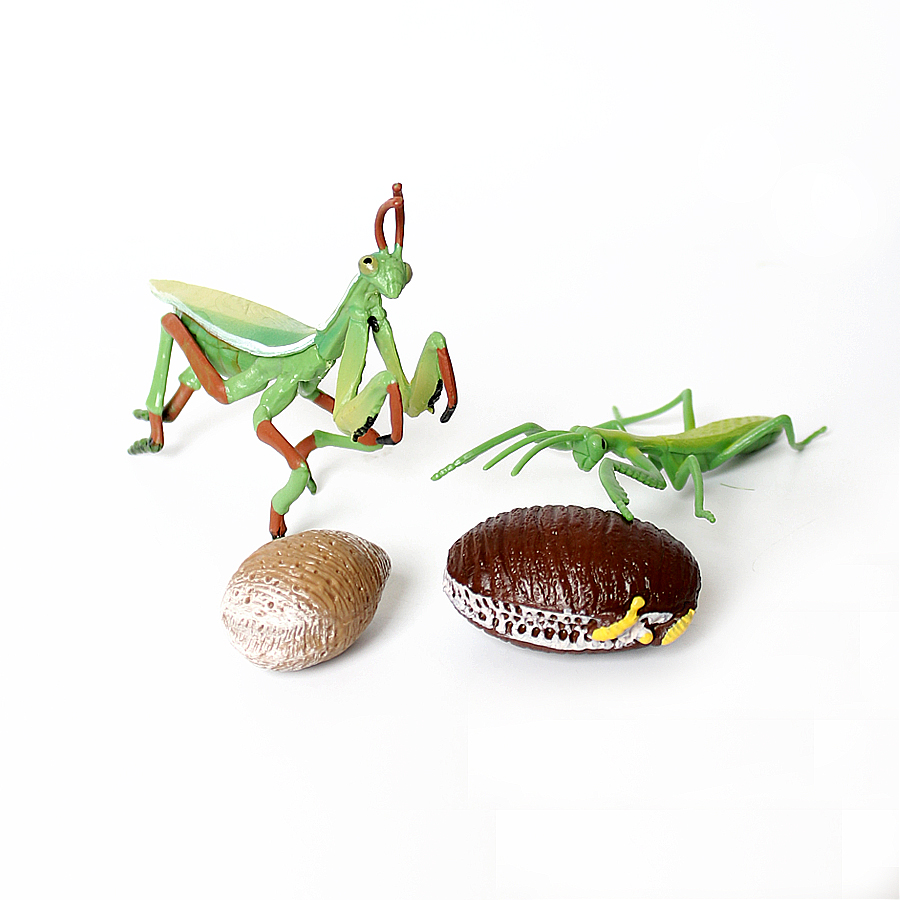 Modello Realistico di Mantis O - Kids Educational Game recensione e prezzo